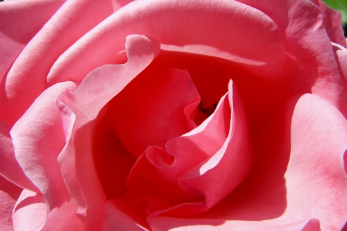 Rote Rose Rosenrot